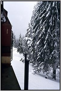 Eintauchen in den Wald